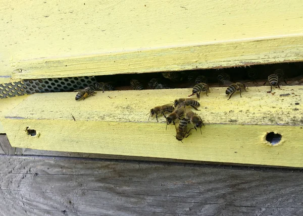 Winged Bee powoli leci do ula zbierać nektar na prywatne API — Zdjęcie stockowe