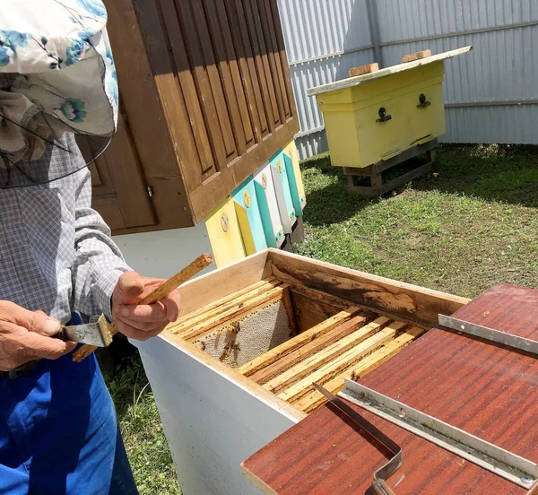 Lebah bersayap perlahan terbang ke peternak lebah mengumpulkan nektar — Stok Foto