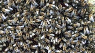 - Evet. - Evet, evet, evet.