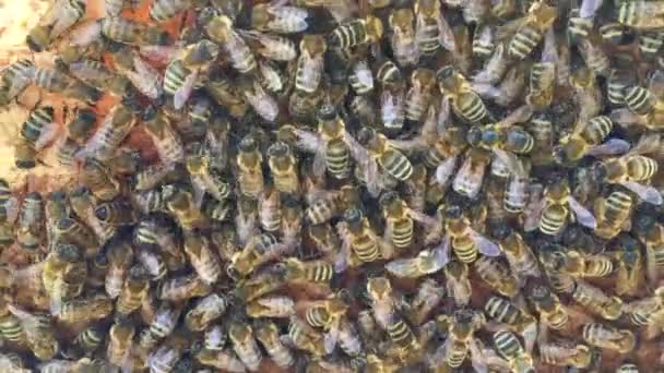 Estructura hexágono abstracta es panal de abeja colmena llena de miel de oro — Vídeos de Stock