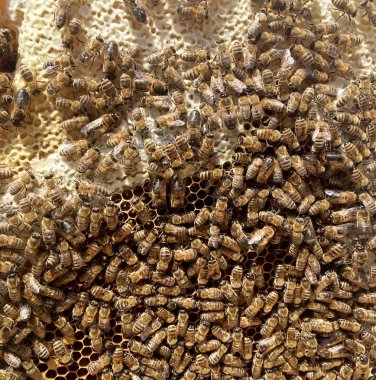 Soyut altıgen yapı arı kovanı dolu zekâ petek