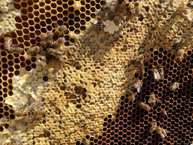 Soyut altıgen yapı arı kovanı dolu zekâ petek