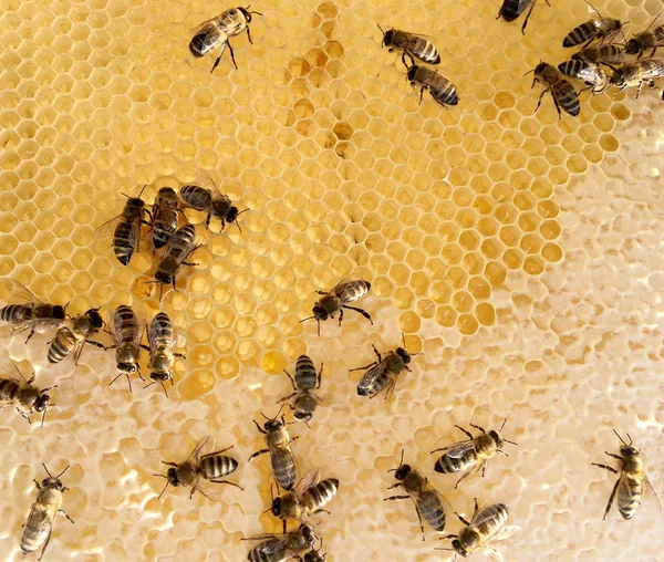 抽象六角结构是蜂巢从蜂巢充满机智 — 图库照片