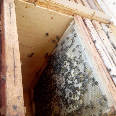 altın bal dolu arı kovanından petek