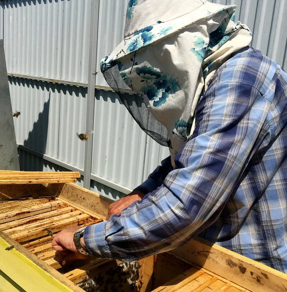 Ape alata vola lentamente per apicoltore raccogliere nettare — Foto Stock