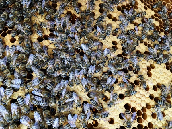 Estrutura hexágono abstrato é favo de mel da colmeia de abelhas preenchido sagacidade — Fotografia de Stock