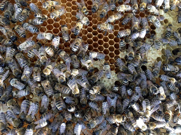 Abstrakcyjna struktura sześciokątna jest plaster miodu z ula Pszczoła wypełnione WIT — Zdjęcie stockowe