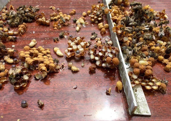 Соты из пчелиного улья, наполненные золотым медом — стоковое фото