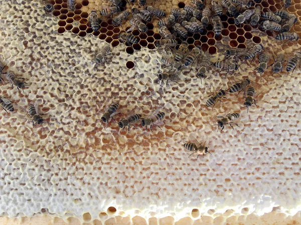 Estructura hexágono abstracta es panal de abeja colmena llena ingenio —  Fotos de Stock