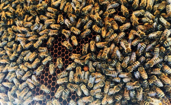 Abstraktní Šestihranná struktura je voštinová ze včelího úlu — Stock fotografie