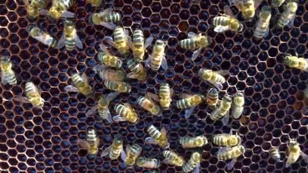 Peine de abeja — Vídeos de Stock