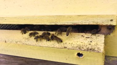 Kanatlı arı yavaş yavaş canlı çiçeklerden özel apiary üzerinde nektar toplamak arı kovanı için uçar