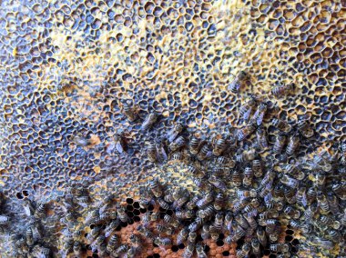 Soyut altıgen yapı arı kovanı dolu zekâ petek