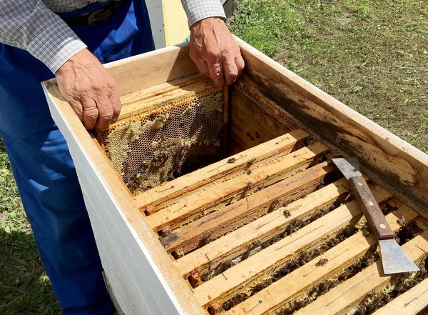 Flügelbiene fliegt langsam zum Imker und sammelt Nektar — Stockfoto