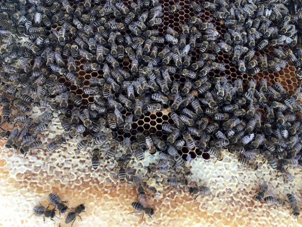 Estructura hexágono abstracta es panal de abeja colmena llena ingenio — Foto de Stock