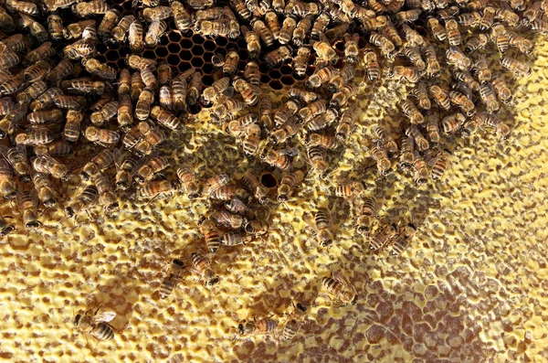 Abstract hexagon structure is honeycomb from bee hive filled wit — Stock Photo, Image