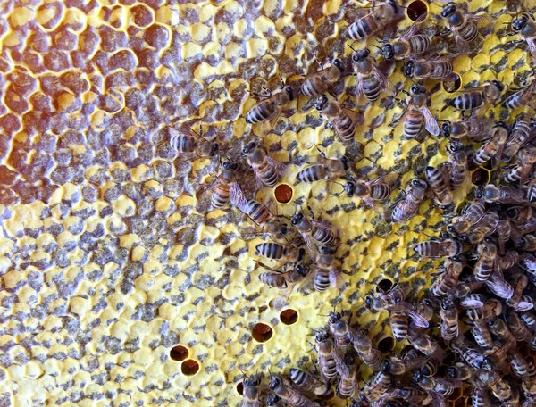 Estructura hexágono abstracta es panal de abeja colmena llena ingenio — Foto de Stock