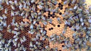  Soyut altıgen yapı altın bal ile dolu arı kovanından petek