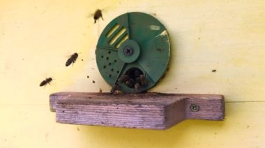  Kanatlı arı yavaş yavaş canlı çiçeklerden özel apiary üzerinde nektar toplamak arı kovanı için uçar