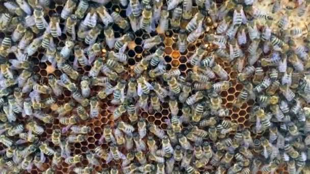 Бджоли — стокове відео