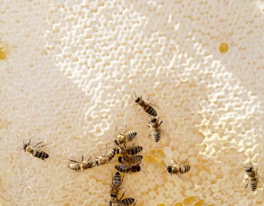 Soyut altıgen yapı arı kovanı dolu zekâ petek