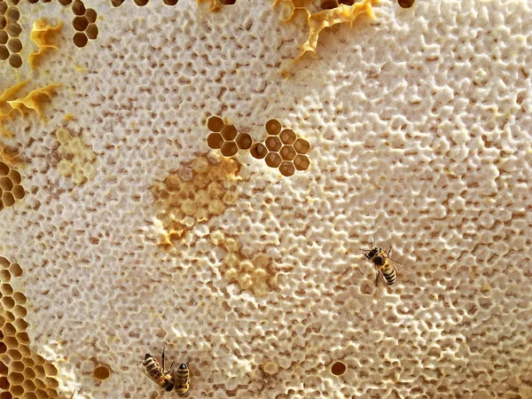 Estrutura hexágono abstrato é favo de mel da colmeia de abelhas preenchido sagacidade — Fotografia de Stock