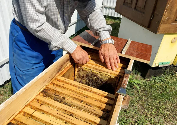 Langsam fliegt die geflügelte Biene zum Imker und sammelt auf privatem Weg Nektar — Stockfoto