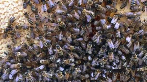 Abstrakte Sechseckstruktur ist Wabe aus Bienenstock gefüllt mit goldenem Honig — Stockvideo