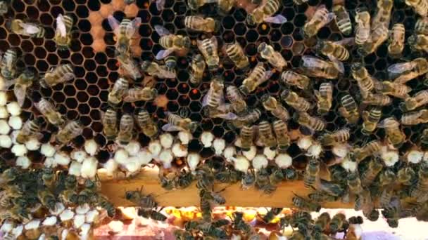 抽象的な六角形の構造は、黄金の蜂蜜で満たされた蜂の巣からハニカムです — ストック動画