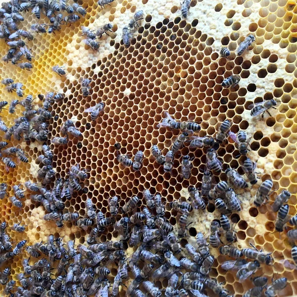 추상 육각 구조는 꿀벌 벌집 채워진 재치에서 벌집입니다 — 스톡 사진