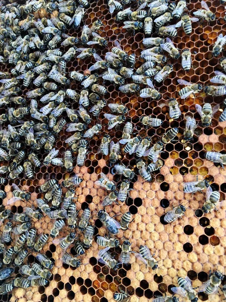 Estructura hexágono abstracta es panal de abeja colmena llena ingenio —  Fotos de Stock