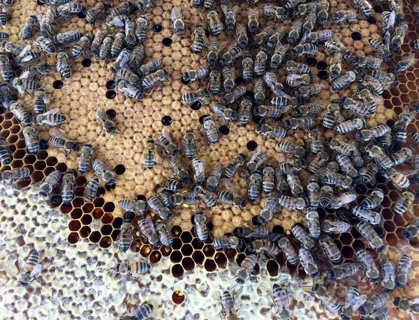 Abstraktní Šestihranná struktura je voštinová ze včelího úlu — Stock fotografie