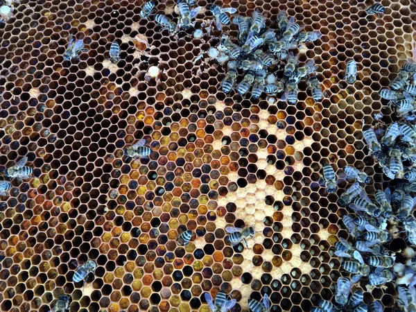 抽象的な六角形の構造は、ミツバチの巣で満たされたウィットからハニカムです — ストック写真