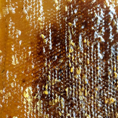 Altın nektarla doldurulmuş altıgen bal peteklerinden bir damla bal damlıyor. Bal peteği yaz kompozisyonu. Doğal bal damlası, balmumu çerçeveli arı damlası. Bal damlası bal damlatıyor bal peteğine.