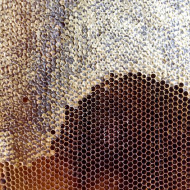 Soyut altıgen yapısı altın bal dolu arı kovanından bal peteği. Bal peteği yaz kompozisyonu arı köyünden yapışkan bal içerir. Arıların kırsal bal petekleri taşraya.