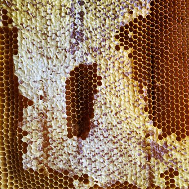 Soyut altıgen yapısı altın bal dolu arı kovanından bal peteği. Bal peteği yaz kompozisyonu arı köyünden yapışkan bal içerir. Arıların kırsal bal petekleri taşraya.