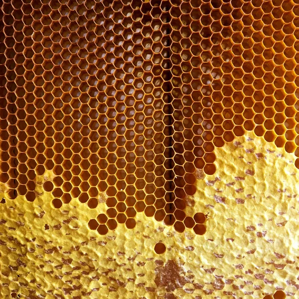 Abstract Hexagon Structure Honeycomb Bee Hive Filled Golden Honey Honeycomb — Stock Photo, Image