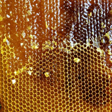Altın nektarla doldurulmuş altıgen bal peteklerinden bir damla bal damlıyor. Bal peteği yaz kompozisyonu. Doğal bal damlası, balmumu çerçeveli arı damlası. Bal damlası bal damlatıyor bal peteğine.