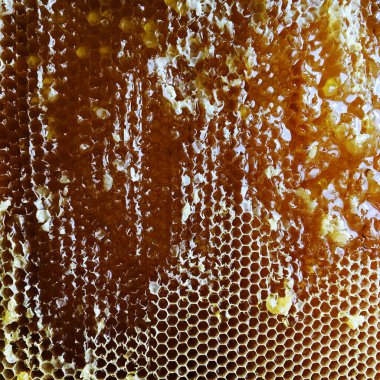 Altın nektarla doldurulmuş altıgen bal peteklerinden bir damla bal damlıyor. Bal peteği yaz kompozisyonu. Doğal bal damlası, balmumu çerçeveli arı damlası. Bal damlası bal damlatıyor bal peteğine.