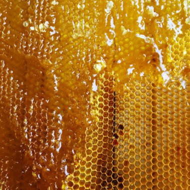 Altın nektarla doldurulmuş altıgen bal peteklerinden bir damla bal damlıyor. Bal peteği yaz kompozisyonu. Doğal bal damlası, balmumu çerçeveli arı damlası. Bal damlası bal damlatıyor bal peteğine.