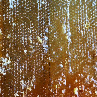 Altın nektarla doldurulmuş altıgen bal peteklerinden bir damla bal damlıyor. Bal peteği yaz kompozisyonu. Doğal bal damlası, balmumu çerçeveli arı damlası. Bal damlası bal damlatıyor bal peteğine.