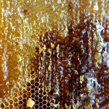 Altın nektarla doldurulmuş altıgen bal peteklerinden bir damla bal damlıyor. Bal peteği yaz kompozisyonu. Doğal bal damlası, balmumu çerçeveli arı damlası. Bal damlası bal damlatıyor bal peteğine.