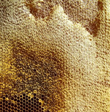 Soyut altıgen yapısı altın bal dolu arı kovanından bal peteği. Bal peteği yaz kompozisyonu arı köyünden yapışkan bal içerir. Arıların kırsal bal petekleri taşraya.