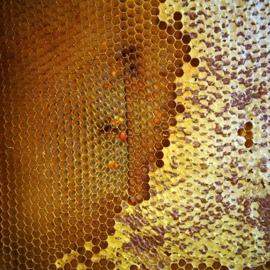 Soyut altıgen yapısı altın bal dolu arı kovanından bal peteği. Bal peteği yaz kompozisyonu arı köyünden yapışkan bal içerir. Arıların kırsal bal petekleri taşraya.