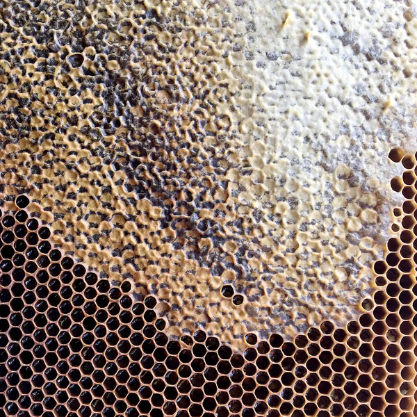 摘要六边形结构是从蜂窝中提取的蜂窝 蜂窝中充满了金黄色蜂蜜 蜂窝夏季作曲 由蜂村的粘稠蜂蜜组成 蜜蜂的蜂蜜农村蜂窝到农村 — 图库照片