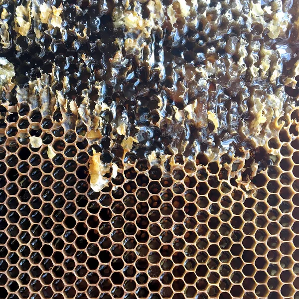 Gota Miel Abeja Goteando Panales Hexagonales Llenos Néctar Dorado Honeycoms —  Fotos de Stock