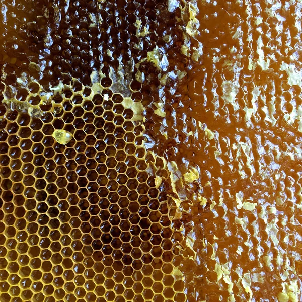 Gota Miel Abeja Goteando Panales Hexagonales Llenos Néctar Dorado Honeycoms —  Fotos de Stock