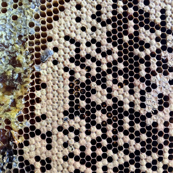 Abstract Hexagon Structure Honeycomb Bee Hive Filled Golden Honey Honeycomb — Stock Photo, Image