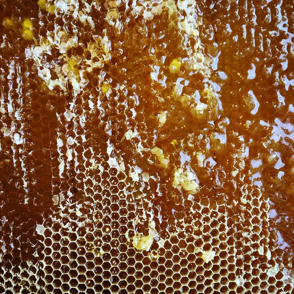 Gota Miel Abeja Goteando Panales Hexagonales Llenos Néctar Dorado Honeycoms — Foto de Stock