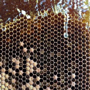 Altın nektarla doldurulmuş altıgen bal peteklerinden bir damla bal damlıyor. Bal peteği yaz kompozisyonu. Doğal bal damlası, balmumu çerçeveli arı damlası. Bal damlası bal damlatıyor bal peteğine.